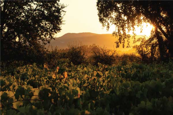 The Autumn Equinox in Napa Valley Vineyards | Flora Springs Napa Valley