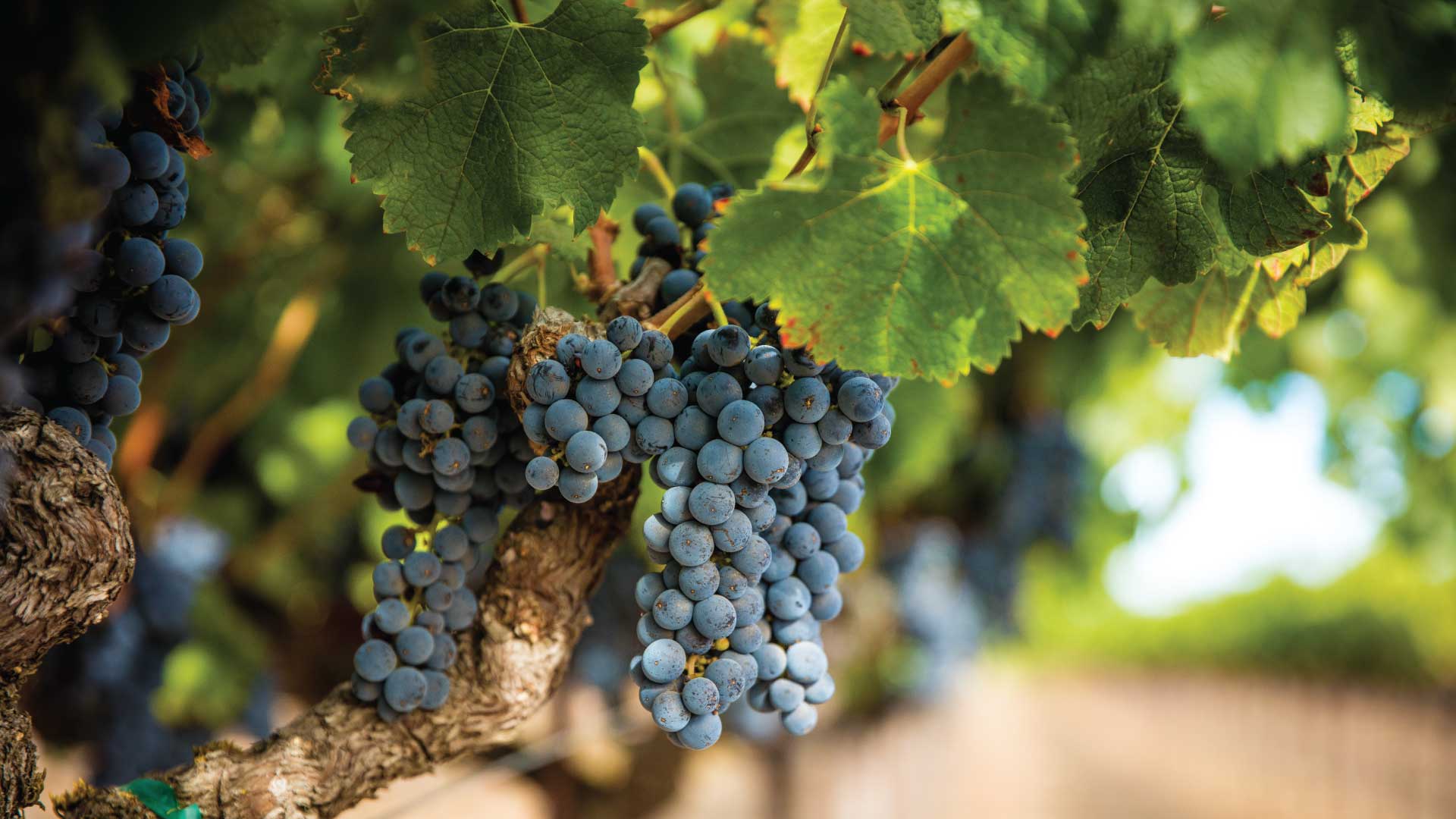 Winemaking at Flora Springs Napa Valley