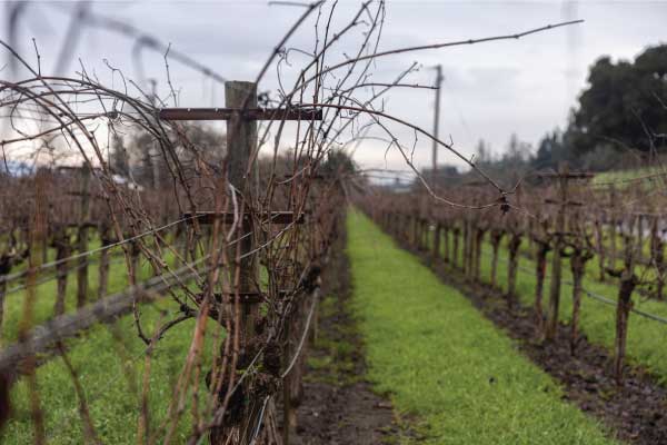 Winter Dormancy in Napa Valley Vineyards | Flora Springs